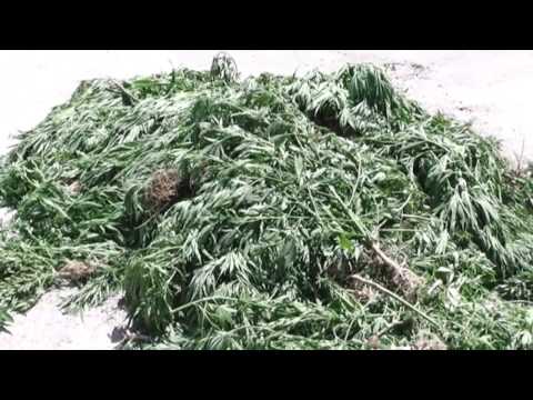 Syrian Opposition Security Apparatus Cracks Down on Cannabis