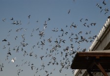 Blogger Laments Youth Emigration