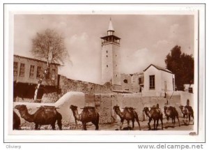 Camels in old Damascus