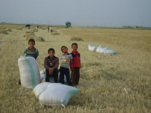 Farmers in Syria’s North Face Dire Situation