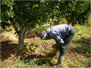 A farmer in Zabadani tends his apple orchard