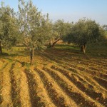 أشجار الزيتون في تلمنس تعاني من الإهمال. تصوير مناف الحشاش