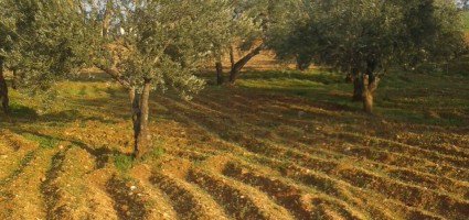 أشجار الزيتون في تلمنس تعاني من الإهمال. تصوير مناف الحشاش