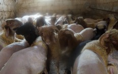 من حظيرة أغنام في كفرنبل تصوير عبدالله السويد