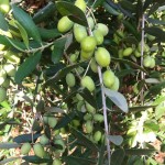 يترك المزارعون الزيتون على الأشجار حتى هطول المطر.