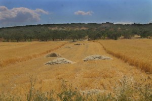 A wheat field and olive grove in Kfar Nabel. Photo: Hadia Mansour
