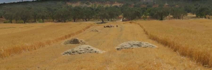 حقول القمح وخلفها كروم الزيتون في كفرنبل تصوير هاديا المنصور